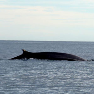 Whale Watching