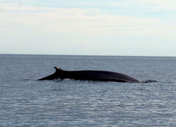 Whale Watching